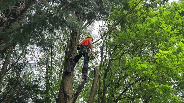 Professional Tree Services in Muldrow, OK